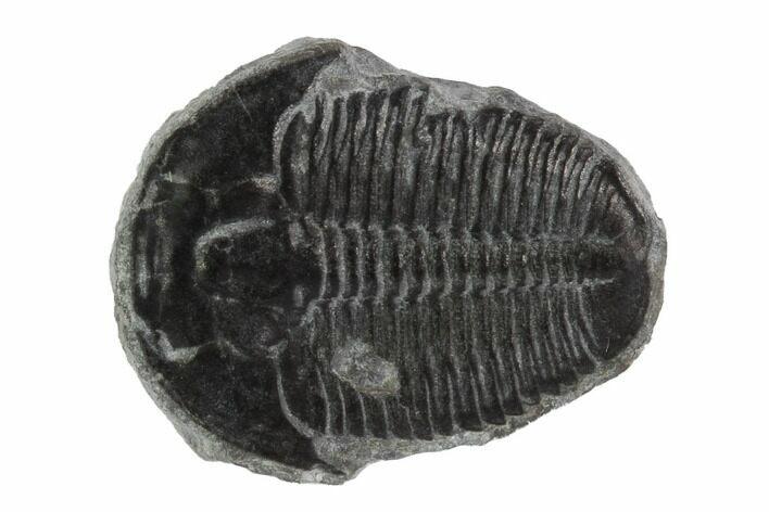 Elrathia Trilobite Fossil - Utah #97037